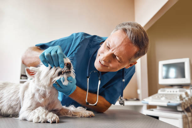 Best 24-Hour Emergency Dental Care in Bradford, OH